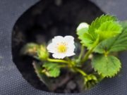 A geotextília véget vet a gyomosodásnak geotextília