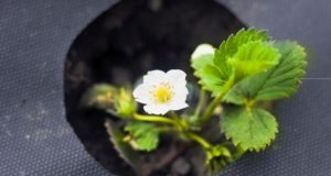 A geotextília véget vet a gyomosodásnak geotextília