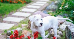 Kutya, szép kert, és biztonság: ez valóban lehetséges? kutya a kertben