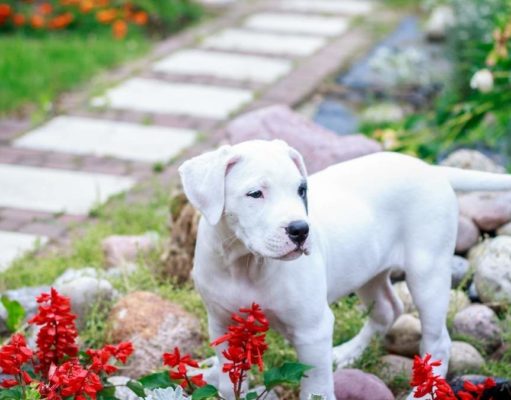 Kutya, szép kert, és biztonság: ez valóban lehetséges? kutya a kertben