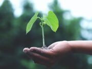 Faültetés – mikor ültessünk, mire figyeljünk?