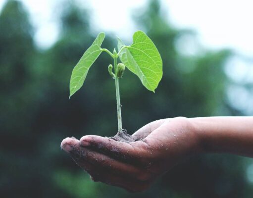 Faültetés – mikor ültessünk, mire figyeljünk?