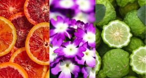 Egy illat, ami a tengerpartra repít: Bahia bahia-vernarancs-verbena-bergamott1