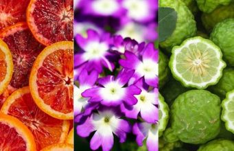 Egy illat, ami a tengerpartra repít: Bahia bahia-vernarancs-verbena-bergamott1